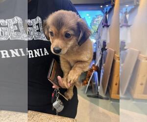 Chihuahua-Unknown Mix Dogs for adoption in Upland, CA, USA