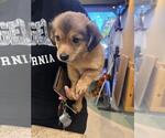Small Chihuahua Mix