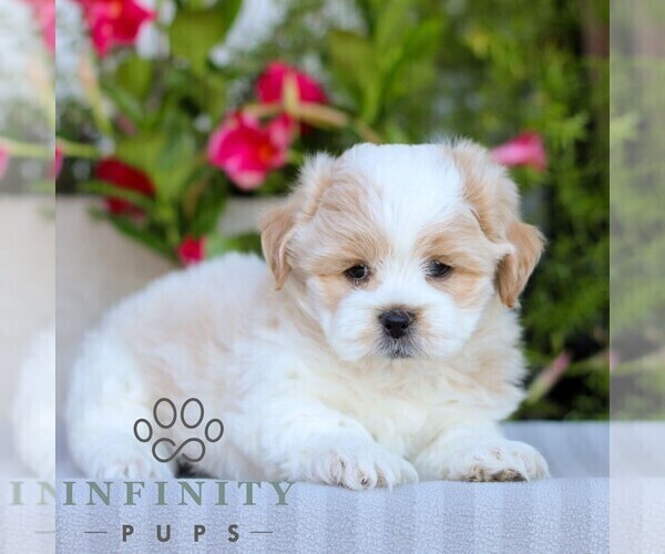 Medium Photo #3 Zuchon Puppy For Sale in GORDONVILLE, PA, USA