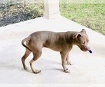 Small #11 American Pit Bull Terrier