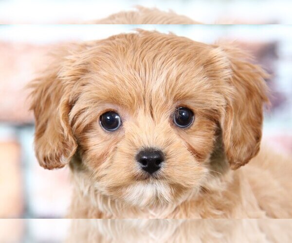 Medium Photo #2 Cavapoo Puppy For Sale in BEL AIR, MD, USA