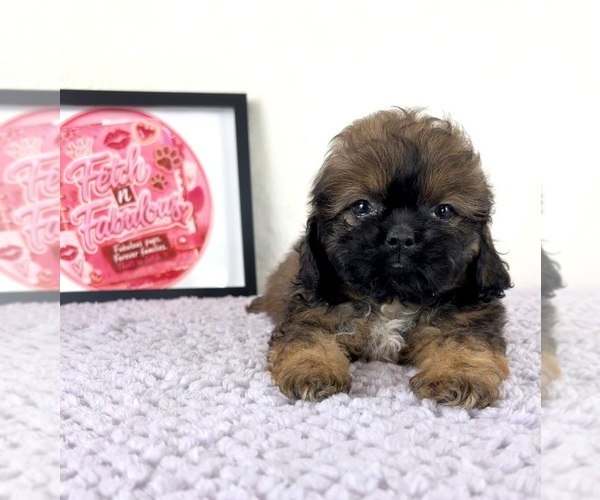 Medium Photo #3 Shih-Poo Puppy For Sale in INDIANAPOLIS, IN, USA