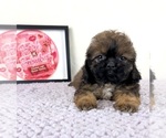 Regina - Female Shih-Poo Puppy for Sale - Photo #3