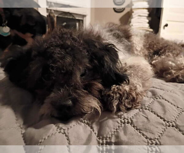 Medium Photo #2 Shih-Poo Puppy For Sale in Spring Lake, NC, USA