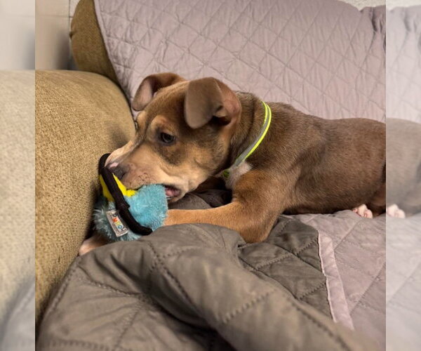 Medium Photo #4 American Bulldog-Unknown Mix Puppy For Sale in Muskegon, MI, USA