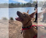 Small #3 American Staffordshire Terrier-Bull Terrier Mix