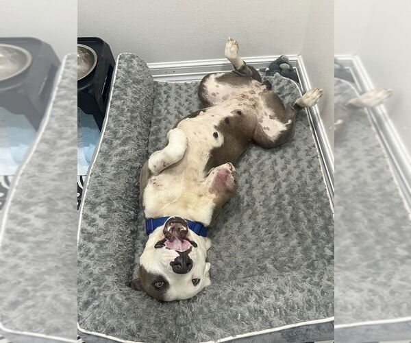 Medium Photo #4 Mutt Puppy For Sale in Brewster, NY, USA