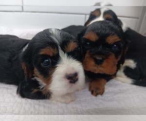 Cavalier King Charles Spaniel Puppy for sale in ROANOKE, TX, USA