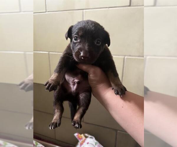 Medium Photo #2 Mutt Puppy For Sale in Riverside, CA, USA