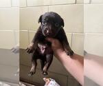 Small #1 Mutt
