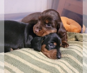 Dachshund Puppy for sale in HAMPTON, NY, USA