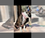 Small Photo #10 Faux Frenchbo Bulldog Puppy For Sale in SAN ANTONIO, TX, USA