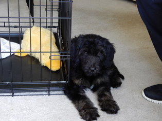 Goldendoodle Puppy for sale in MECHANICSBURG, PA, USA