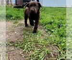 Small Photo #10 Labrador Retriever Puppy For Sale in LEXINGTON, MI, USA