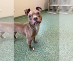 Small #4 American Pit Bull Terrier Mix