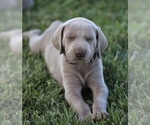 Small Photo #6 Weimaraner Puppy For Sale in WILLOWS, CA, USA