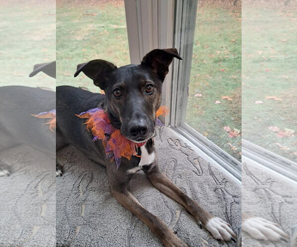 Medium Photo #9 Mutt Puppy For Sale in Wakefield, RI, USA