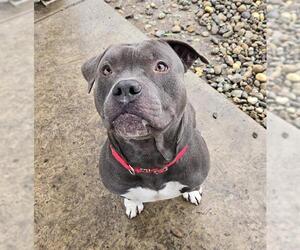 Mutt Dogs for adoption in Sacramento, CA, USA