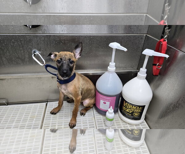 Medium Photo #8 German Shepherd Dog-Unknown Mix Puppy For Sale in Centreville, VA, USA