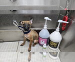 Small #7 German Shepherd Dog Mix