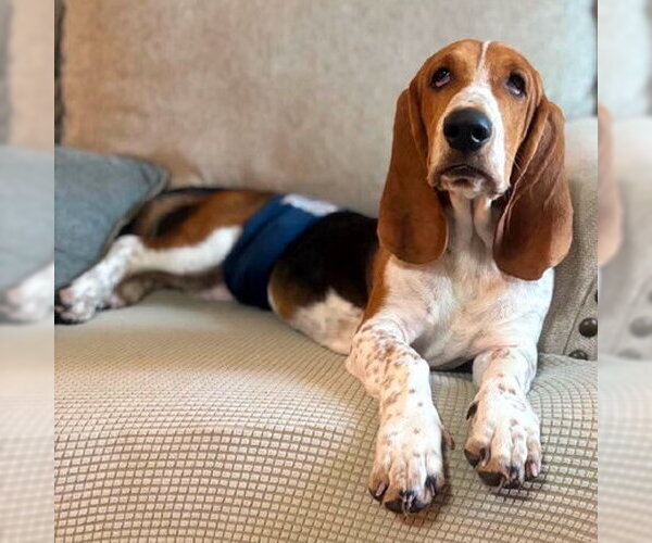 Medium Photo #2 Basset Hound Puppy For Sale in Deepwater, NJ, USA