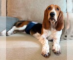 Small #1 Basset Hound