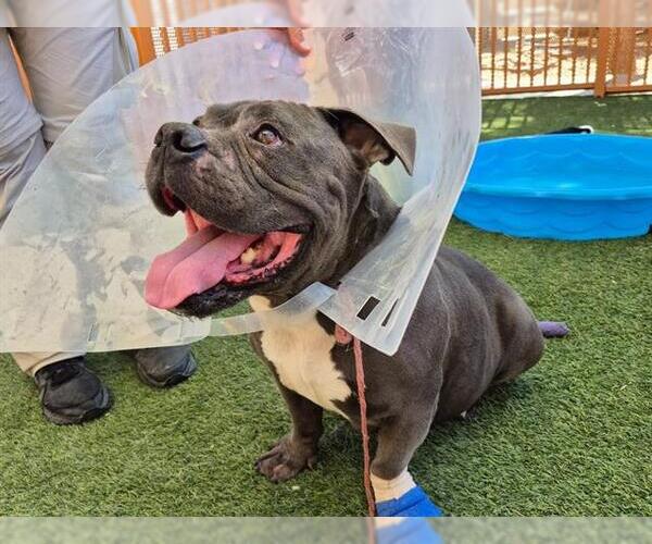Medium Photo #1 American Pit Bull Terrier-Bulldog Mix Puppy For Sale in Las Vegas, NV, USA