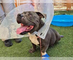 American Pit Bull Terrier-Bulldog Mix Dogs for adoption in Las Vegas, NV, USA
