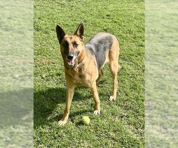 Medium Photo #1 German Shepherd Dog-Unknown Mix Puppy For Sale in Riverside, CA, USA