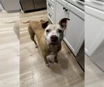 Small #2 American Pit Bull Terrier