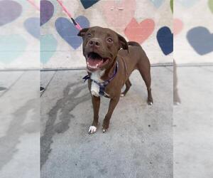 Labrador Retriever-Unknown Mix Dogs for adoption in Charlotte, NC, USA