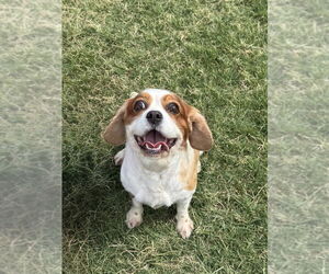 Spaniel-Unknown Mix Dogs for adoption in OKLAHOMA CITY, OK, USA