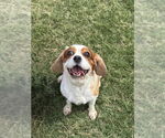 Small Spaniel Mix