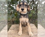 Theodore - Male Schnoodle (Miniature) Puppy for Sale - Photo #3