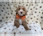 Small #6 Cockapoo (Miniature)