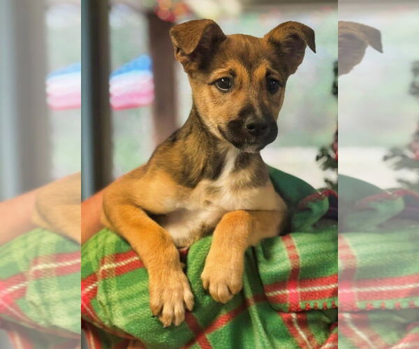 Medium Photo #1 Mutt Puppy For Sale in Minneapolis, MN, USA