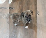 Small #1 Boxer Mix