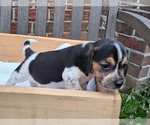 Small #4 Beagle