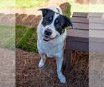 Small #6 Border Collie-Pembroke Welsh Corgi Mix