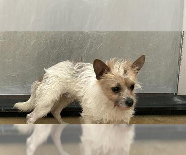 Medium Photo #1 Mutt Puppy For Sale in Martinez, CA, USA