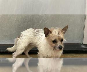 Mutt Dogs for adoption in Martinez, CA, USA