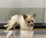 Small Mutt