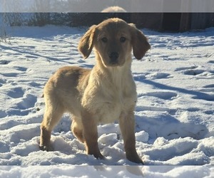 Golden Retriever Puppy for sale in RIGA, MI, USA
