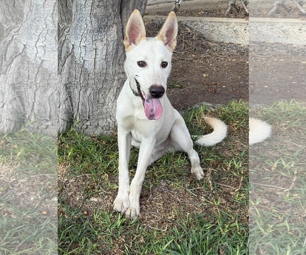 Medium Photo #11 German Shepherd Dog-Unknown Mix Puppy For Sale in San Diego, CA, USA