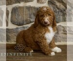 Small #1 Goldendoodle mix (+ Poodle Standard)