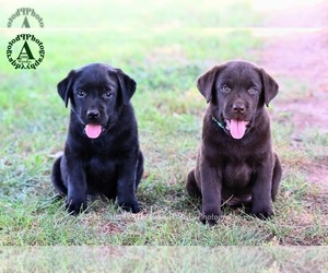 Labrador Retriever Litter for sale in BRIDGEWATER, VA, USA