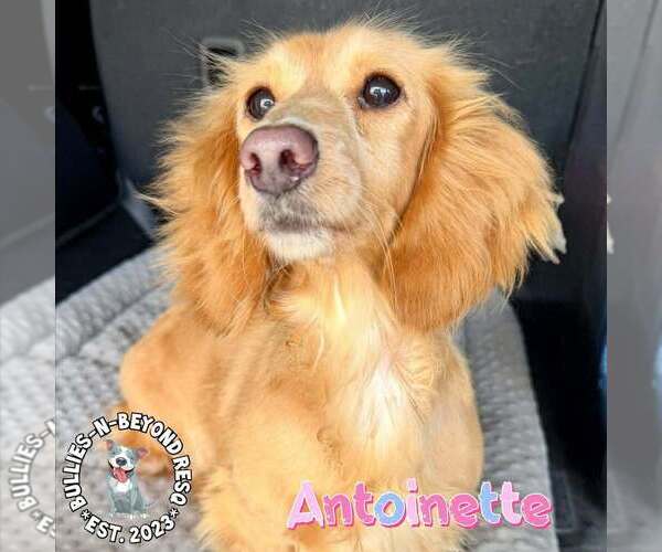 Medium Photo #3 Dachshund Puppy For Sale in Omaha, NE, USA