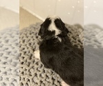 Small Photo #4 Bernedoodle Puppy For Sale in SPRINGFIELD, VA, USA