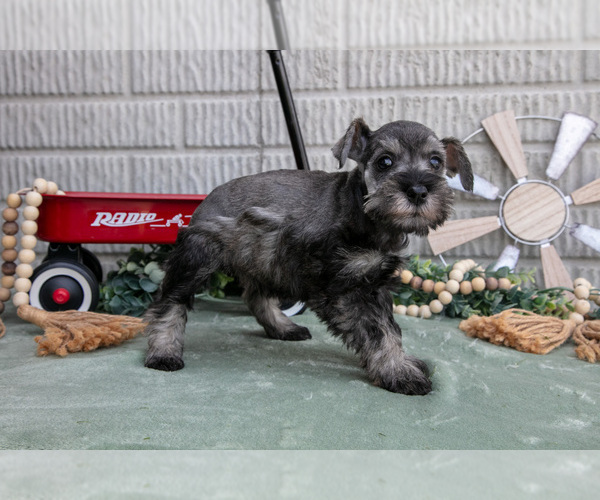 Medium Photo #7 Schnauzer (Miniature) Puppy For Sale in BALTIC, OH, USA