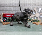 Small Photo #7 Schnauzer (Miniature) Puppy For Sale in BALTIC, OH, USA